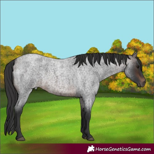 Horse Color:Brown Roan Rabicano