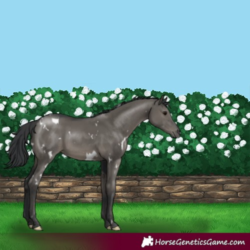 Horse Color:White Spotted Grullo Rabicano 
