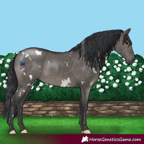 Horse Color:White Spotted Grullo Rabicano