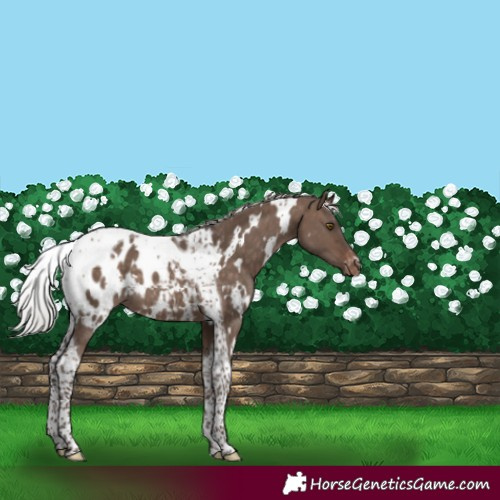 Horse Color:White Spotted Silver Brown Dun Mushroom Tobiano Appaloosa
