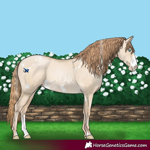 Horse Color:White Spotted Buckskin Pearl Dun Sabino 