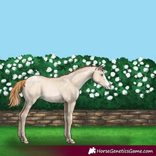 Horse Color:White Spotted Buckskin Pearl Dun Sabino