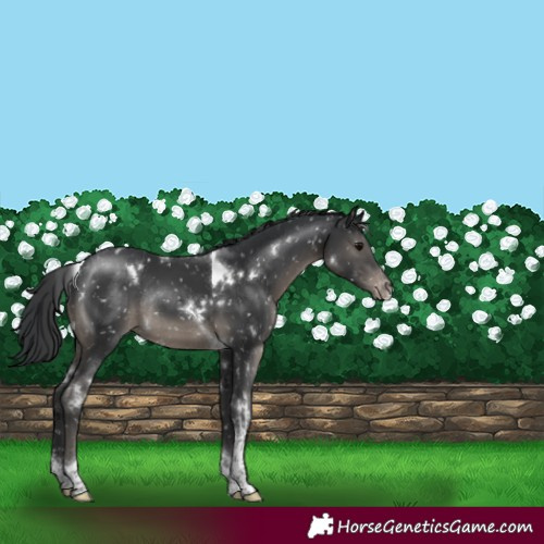 Horse Color:White Spotted Black Tobiano Appaloosa Rabicano 