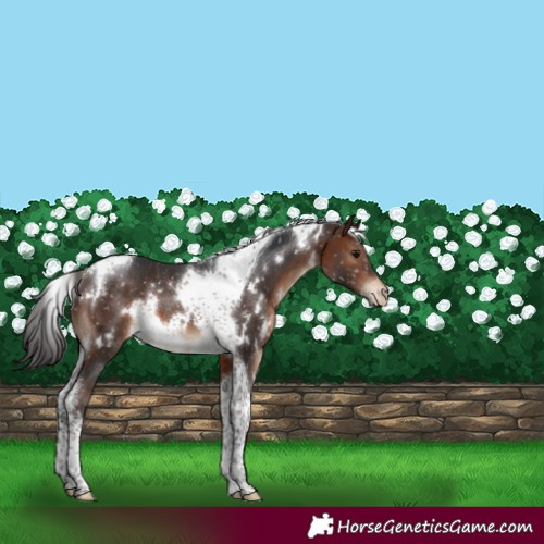 Horse Color:White Spotted Brown Tobiano Appaloosa Rabicano