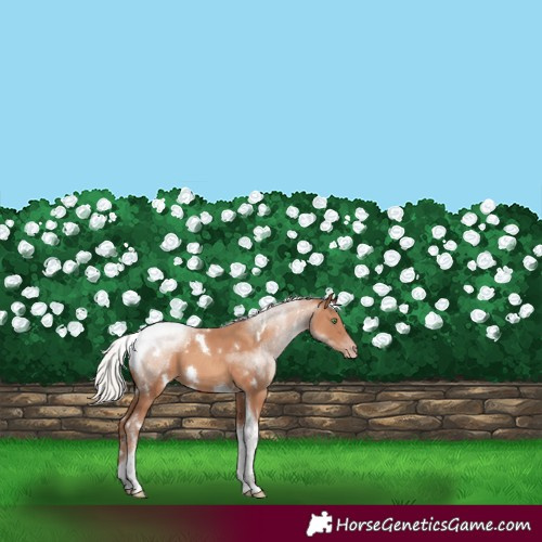 Horse Color:White Spotted Silver Classic Champagne Tobiano