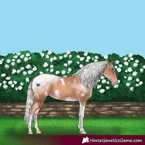Horse Color:White Spotted Silver Classic Champagne Tobiano