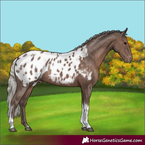Horse Color:Silver Black Tobiano Appaloosa Rabicano
