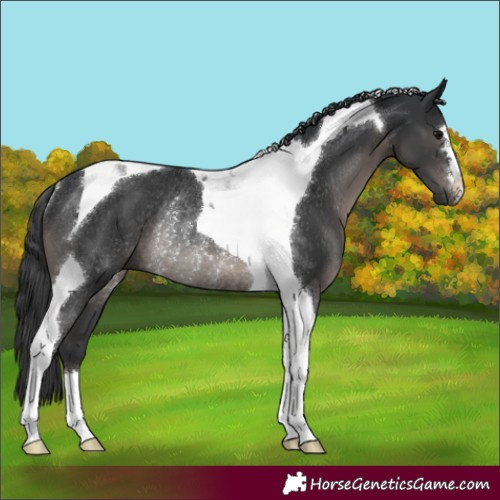 Horse Color:Black Tobiano Rabicano