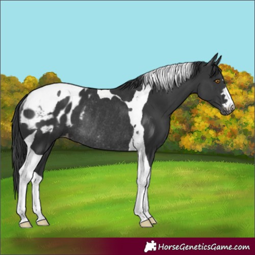Horse Color:Black Tobiano Blanket Rabicano