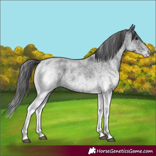 Horse Color:White Spotted Blue Roan