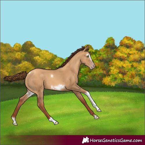 Horse Color:Gray Gold Champagne Dun Tobiano Frame Rabicano 