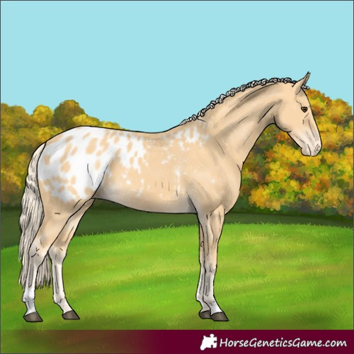 Horse Color:Palomino Appaloosa 