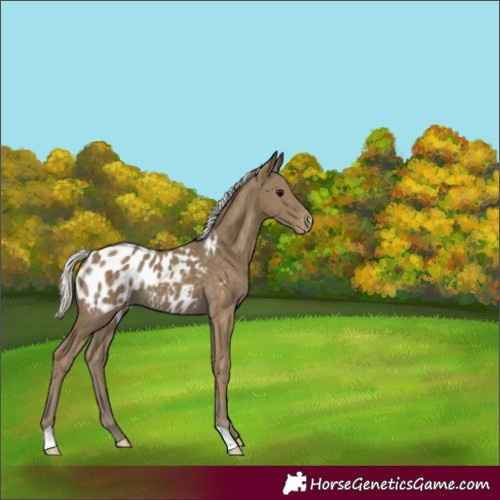 Horse Color:Silver Smoky Black Appaloosa