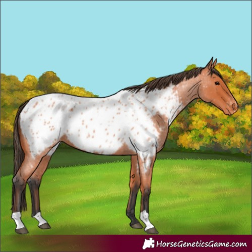 Horse Color:Bay Roan Appaloosa 