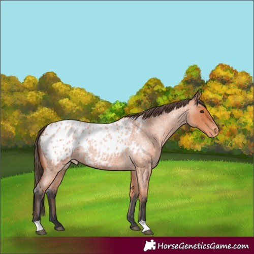 Horse Color:Bay Roan Appaloosa