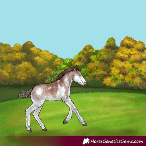 Horse Color:White Spotted Chocolate Brown Dun Splash Rabicano