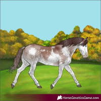 Horse Color:White Spotted Chocolate Brown Dun Splash Rabicano 