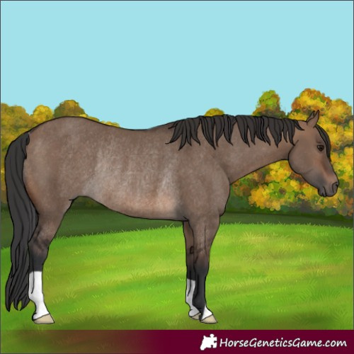 Horse Color:Brown Dun Rabicano