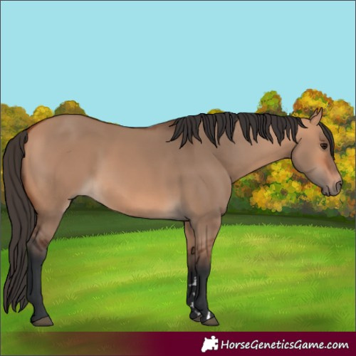 Horse Color:Bay Dun