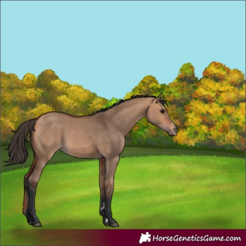 Horse Color:Bay Dun