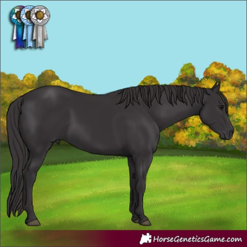 Horse Color:Smoky Black Rabicano 