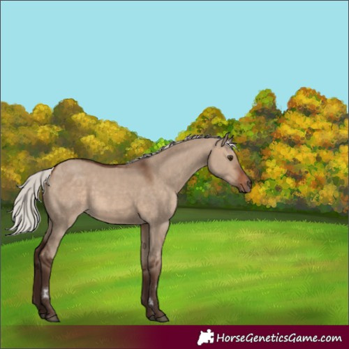 Horse Color:Silver Brown Dun Rabicano
