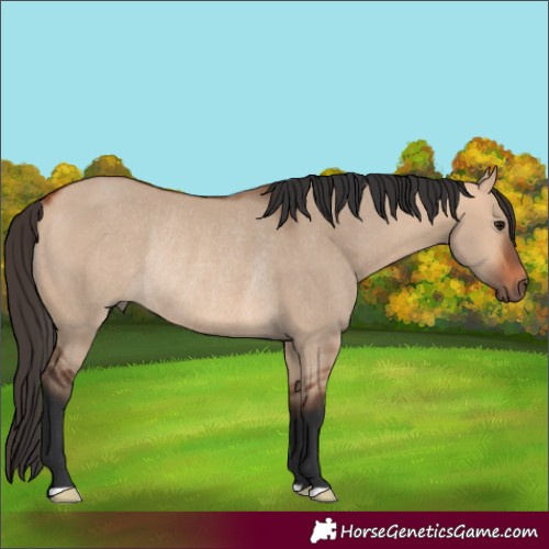 Horse Color:Bay Dun Rabicano 