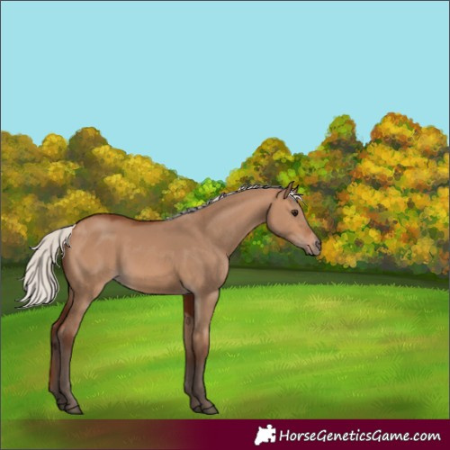 Horse Color:Silver Brown Dun 