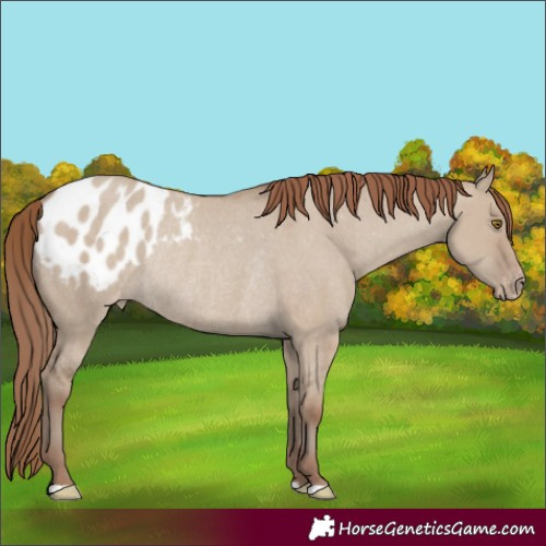 Horse Color:Classic Champagne Dun Varnish Rabicano