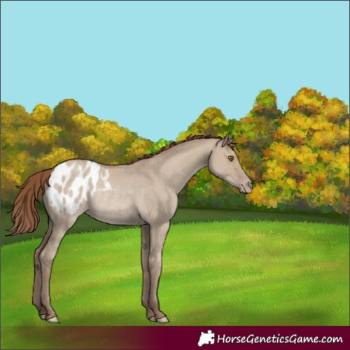 Horse Color:Classic Champagne Dun Appaloosa Rabicano