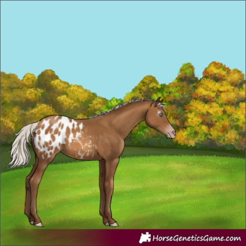 Horse Color:Gray Silver Amber Champagne Appaloosa