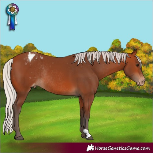 Horse Color:Silver Bay Appaloosa Rabicano
