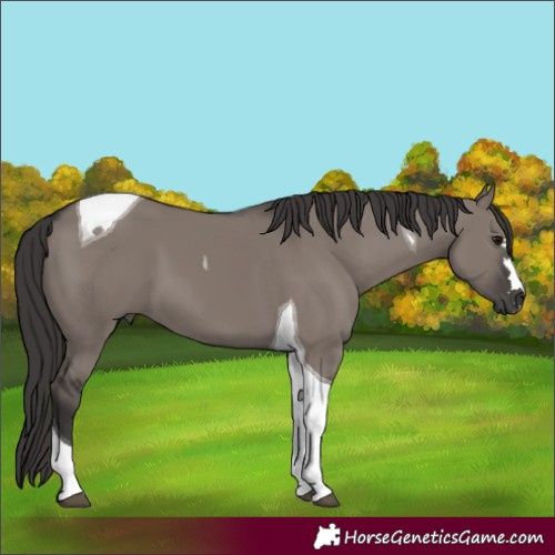 Horse Color:Smoky Grullo Tobiano 