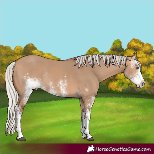 Horse Color:Silver Bay Dun Sabino Rabicano 