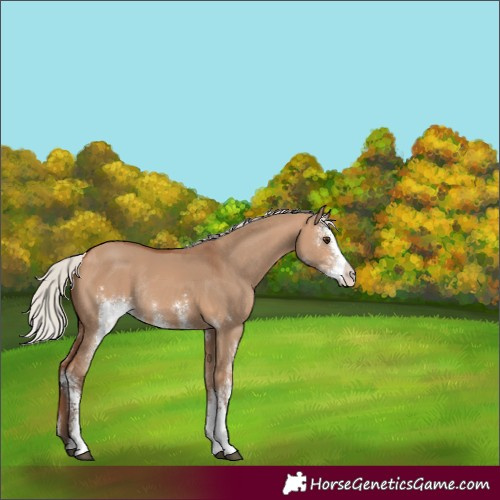 Horse Color:Silver Bay Dun Sabino Rabicano 