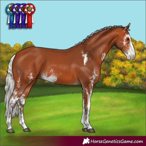 Horse Color:Silver Bay Sabino