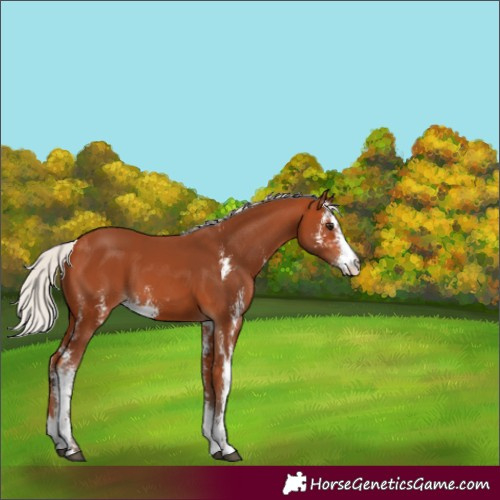 Horse Color:Silver Bay Sabino 