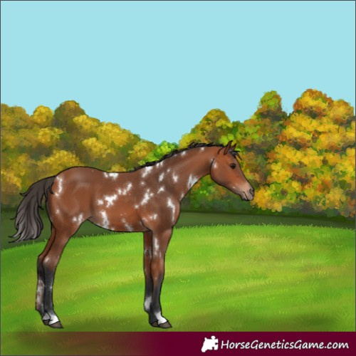 Horse Color:White Spotted Bay 
