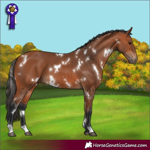 Horse Color:White Spotted Bay