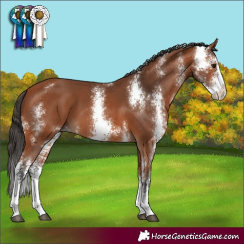 Horse Color:Bay Sabino 