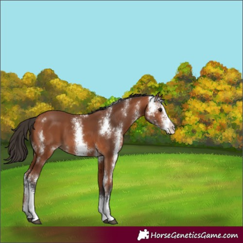 Horse Color:Bay Sabino