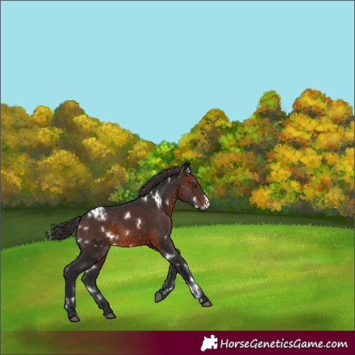 Horse Color:White Spotted Brown