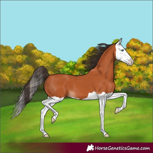 Horse Color:Bay Splash 