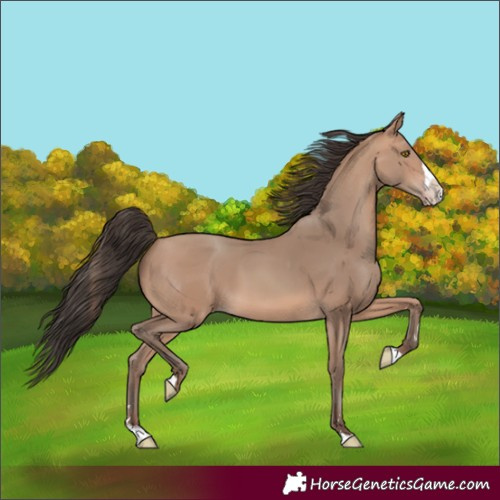 Horse Color:Amber Champagne Splash 