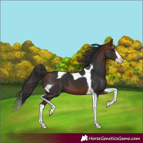 Horse Color:Bay Splash Tobiano 