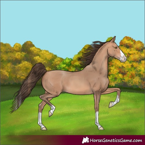 Horse Color:Amber Champagne Splash 