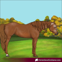 Horse Color:Gray Chestnut