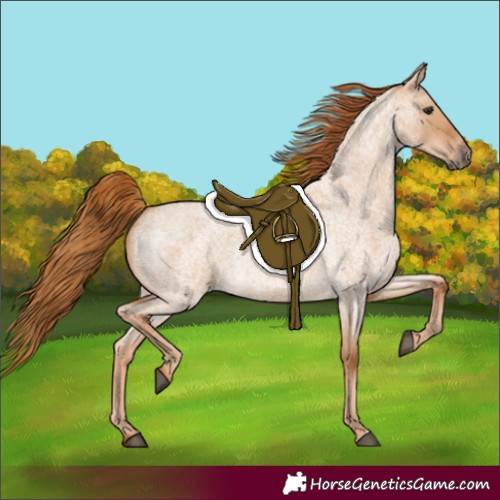 Horse Color:Red Dun Roan 