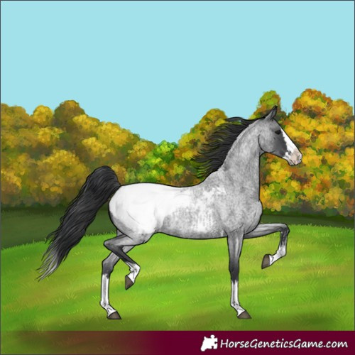 Horse Color:Unknown 