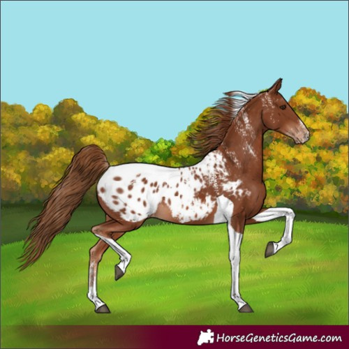 Horse Color:Powder White Chestnut Tobiano Blanket